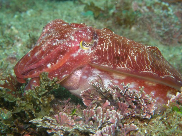 Cuttlefish, about 15cm.