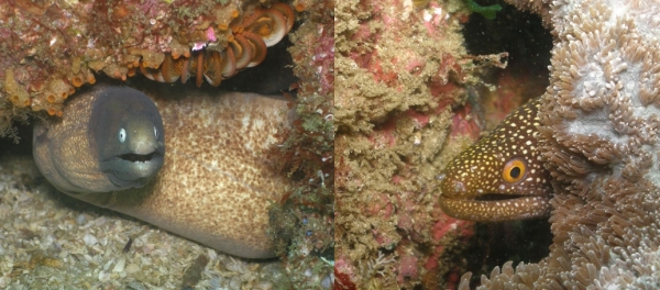 White-eyed Moray and Abbots Moray.  You can spot these morays on most dives at Cook Island.