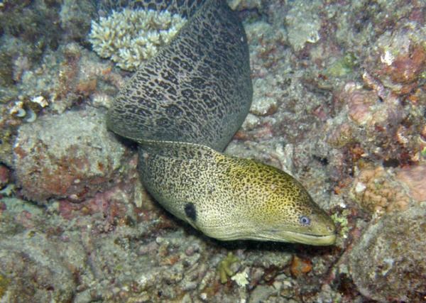 Giant Moray; This guy was busy hunting, he was in and out of the coral.  It was great to see the whole fish, something we've only ever seen at night.