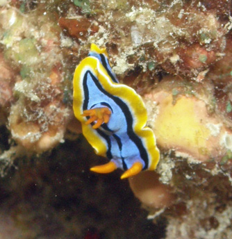 Nudibranch, Elisabeth's Chromodoris; it was about the size of my finger nail.