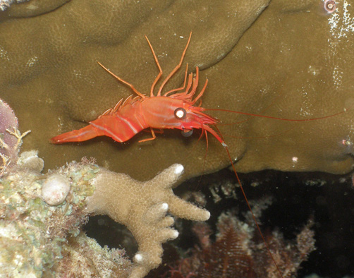 One of the many prawns to be spotted on night dives.